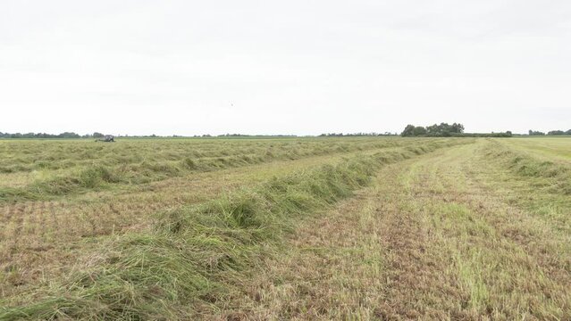 The moon green grass on the field. Seeds of forage for cows. Harvesting and drying hay. The grass tedder turns freshly cut grass
