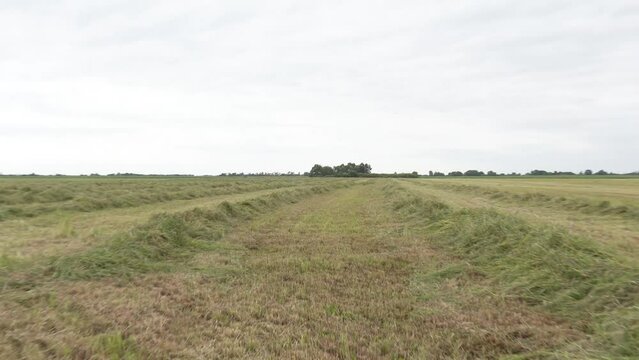 The moon green grass on the field. Seeds of forage for cows. Harvesting and drying hay. The grass tedder turns freshly cut grass

