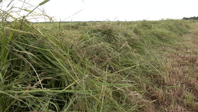 The moon green grass on the field. Seeds of forage for cows. Harvesting and drying hay. The grass tedder turns freshly cut grass
