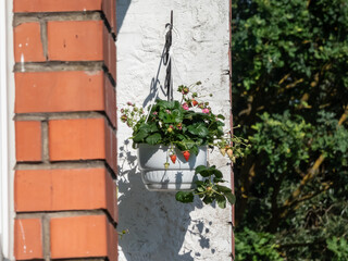 Strawberry plant growing in a hanging plastic pot with maturing red fruits outdoors near the window in an apartment building