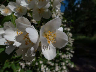 Obraz premium Close-up shot of bowl-shaped white flowers with prominent yellow stamens of the Sweet mock orange or English dogwood (Philadelphus coronarius) in summer