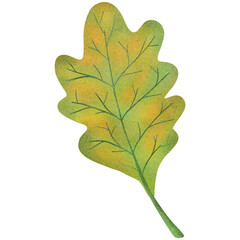 Illustration of oak leaves that turn green