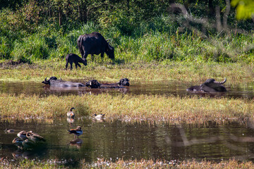 Erlensee, Germany: Resting water buffalo herd - Bubalus bubalis. The animals are used as natural lawnmowers in a protected area as part of a nature conservation project.