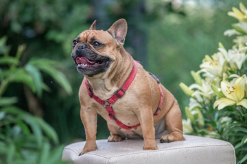 Portrait of a beautiful purebred French bulldog in a summer park.