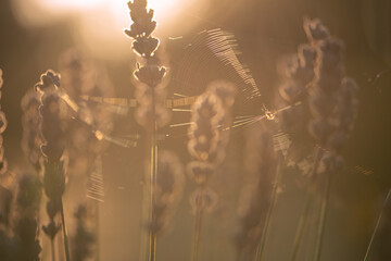 beautiful September morning, sunshine through lavender, spider web