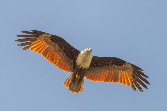 Brahminenweih (Haliastur indus) im &Uuml;berflug