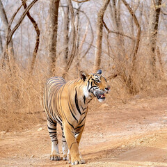 Fototapeta premium tiger waiting to stalk its prey