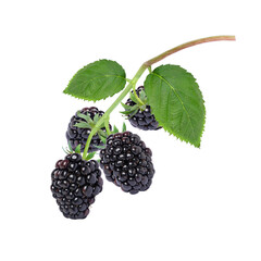 blackberry with leaf hang on tree branch isolated on white
