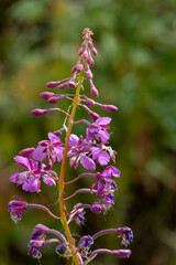 flowers in the forest
purple flower
bushes with flowers