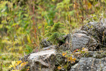 
small spruce on a stone
fighting for life
beautiful little spruce