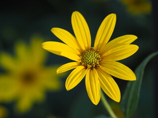 黄色い花　キクイモの花