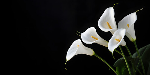 Deepest sympathy card with calla flower on black background. condolences on deaths. Funeral concept