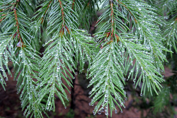 A close-up of raindrops on a spruce branch 