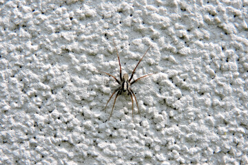 A close-up of a brown wolf spider with a light brown median band walking on a white wall