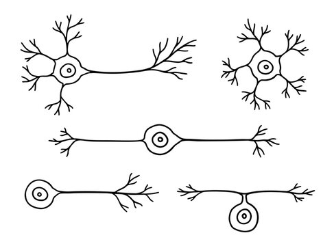 Multipolar Neuron Unlabeled