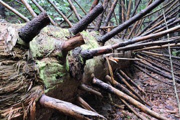 A cut and decaying wet tree trunk with main branches, bark partially covered with green moss