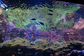 日本の香川県坂出市の水族館の美しい展示 © 仁 藤原