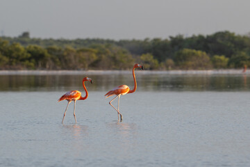 Two beautiful flamingoes in the pond