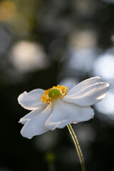 Vertical Japanese Anemone