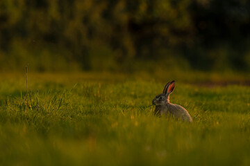 Obraz na płótnie Canvas Hare sitting in a field 