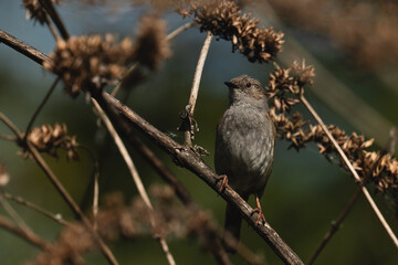 Perching bird