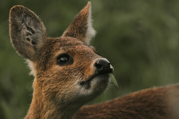 Chinese water deer fawn close up