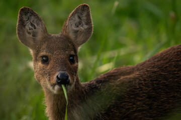 Chinese water deer eating