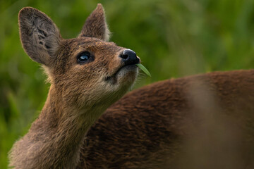 Chinese water deer fawn
