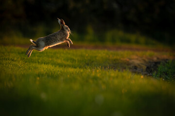 Hare jumping 