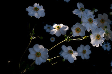 Horizontal Japanese Anemones