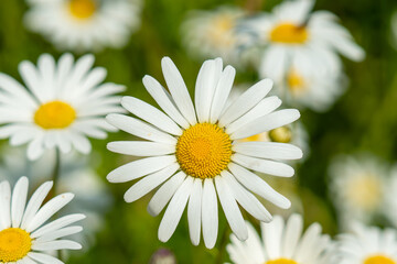 Fototapeta premium Daisies 