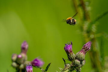 Bee in flight