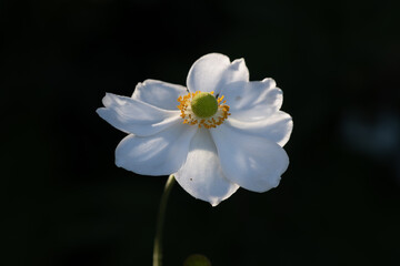 Horizontal Japanese Anemone