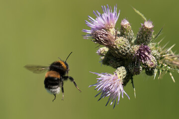 Bee flying