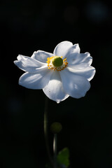 Vertical Japanese Anemone