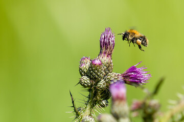 Bee in flight