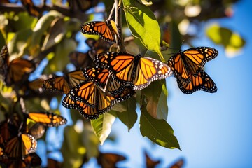 beauty of the Monarch butterfly migration. A close-up showcases a group of these orange and black-winged butterflies resting on a tree