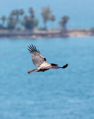Raven in flight on the background of the blue sea