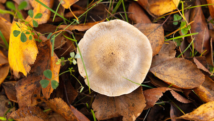 Poisonous mushroom in the ground in the forest in autumn