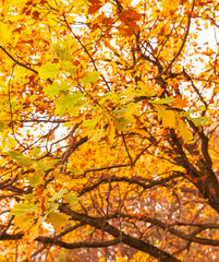Golden leaves on an oak tree in autumn