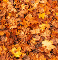 Fallen leaves from a tree on the ground as a background. Autumn