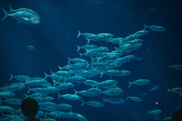 日本の香川県坂出市の水族館の美しい展示 © 仁 藤原