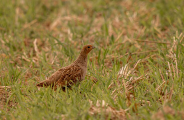 perdrix grise dans la plaine à la recherche de nourriture