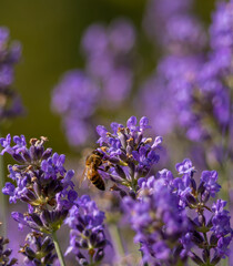 abeille butinant une belle lavande un après midi d'été