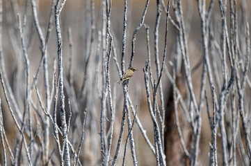 yellow wagtail bird sitting on a dry branch on a lake on the island of Crete on a summer day