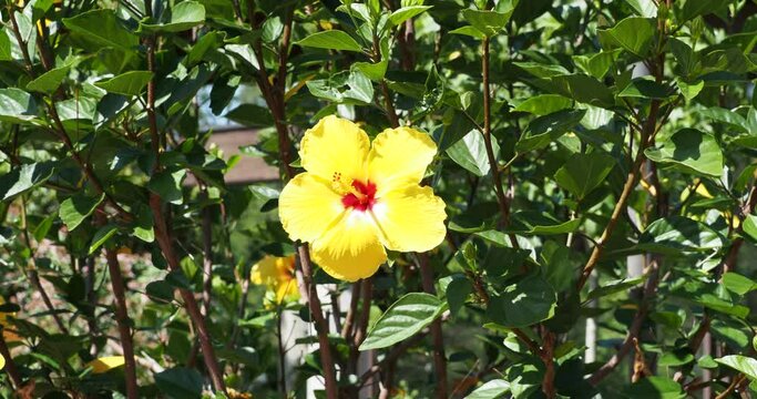 (Hibiscus rosa-sinensis) Solitary Chinese hibiscus flower with yellow petals on erect flexible stem swaying in the wind