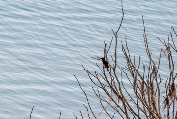 kingfisher bird sitting on a dry branch on a lake on the island of Crete on a summer day