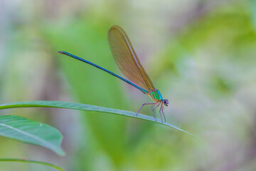 Dragonfly on green leaves.