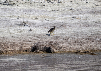 night heron bird in natural conditions on a lake on the island of Crete on a summer day