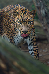 Portrait of Sri lankan leopard in zoo